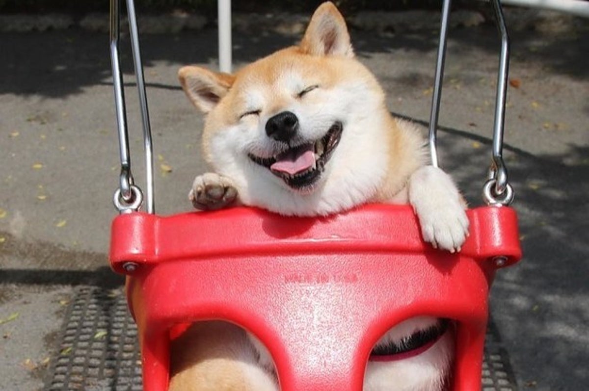 クイズ 柴犬かわいい かわいすぎっっ ハァハァ はぁ 食べちゃいたい ペロペロペロリンチョ クイズ 柴犬かわいい かわいすぎっっ ハァハァ はぁ 食べちゃいたい ペロペロペロリンチョ
