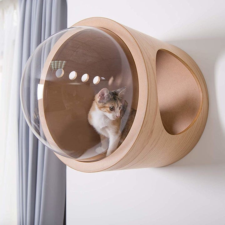 32 Things Even The Biggest Cat Lover Probably Doesn T Own Yet