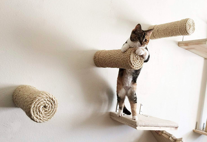 Cat climbing on rope-covered mounted poles 