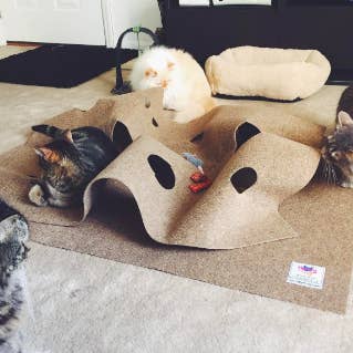 Several cats playing inside the ruffled, hole covered play mat 
