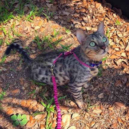 32 Things Even The Biggest Cat Lover Probably Doesn T Own Yet