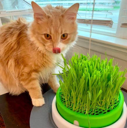 32 Things Even The Biggest Cat Lover Probably Doesn t Own Yet