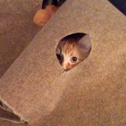 Cat peeking out of one of the holes 