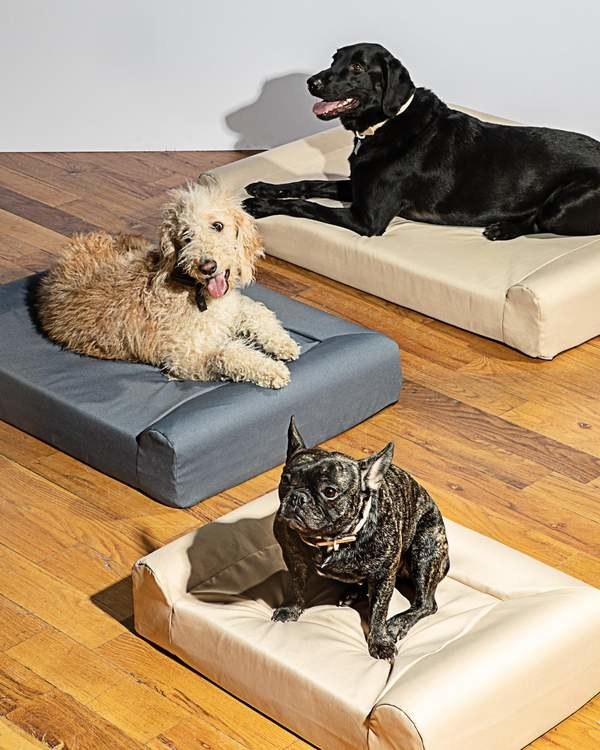 Dogs in their respective Wild One dog beds 