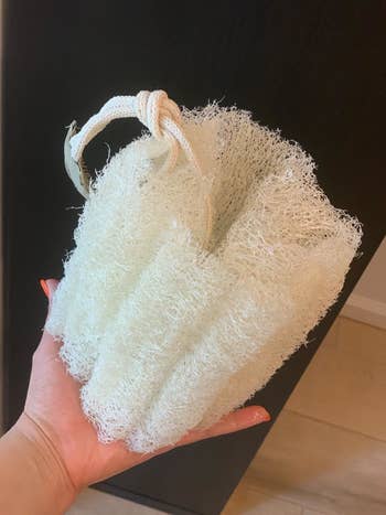 a reviewer photo of the same loofah soaked up after the suggested pre-soak 