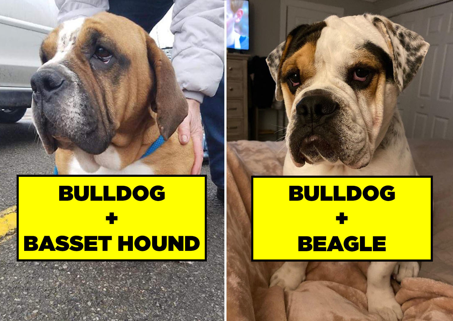 21 Bulldog Mixes That I Firmly Believe Are Just Adorable