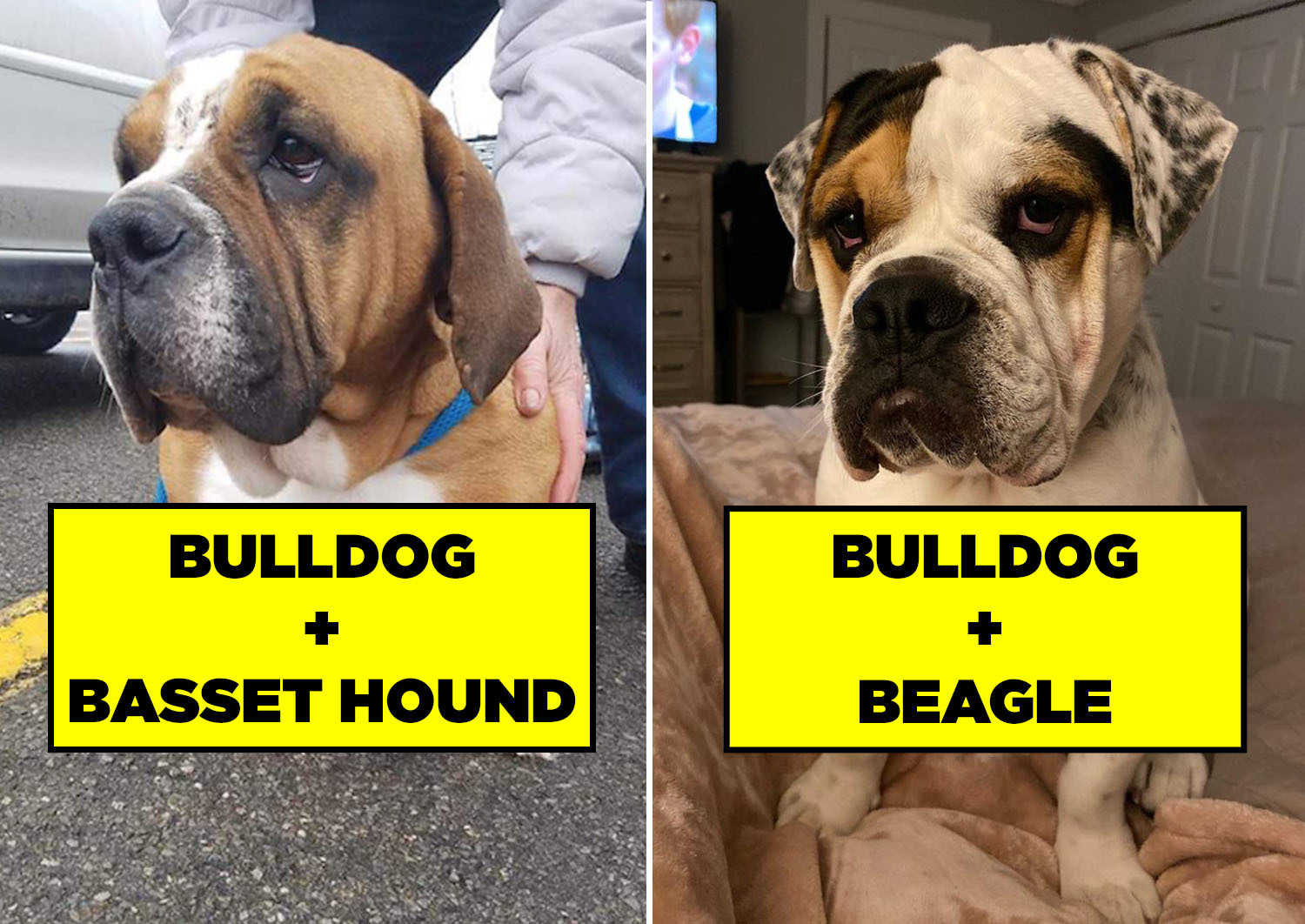 are-bulldog-and-hound-mix-good-pets