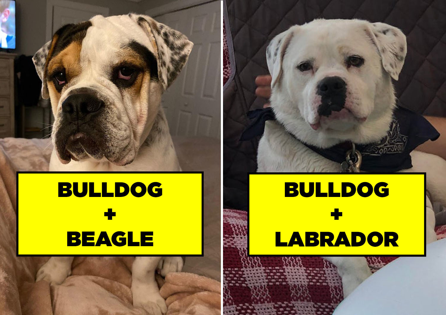 21 Bulldog Mixes That I Firmly Believe Are Just Adorable Mythological Creatures
