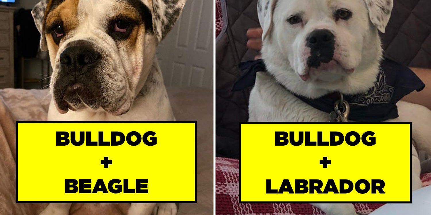 beagle english bulldog mix puppies