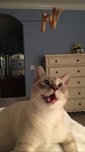 reviewer's cat reacting to a toy on a string 