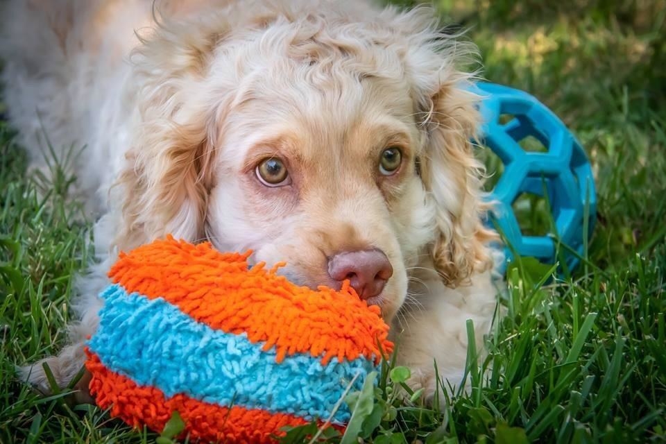 Dog sitting with fuzzy roller toy in blue and orange 