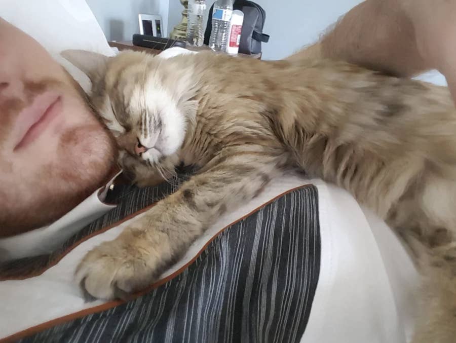 犬派もびっくり 猫は優しい と証明する写真18選