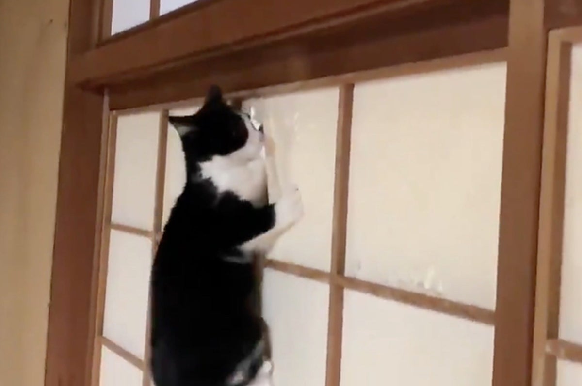 猫と暮らすならみんな知ってる あのいたずらを収めた動画に共感の声