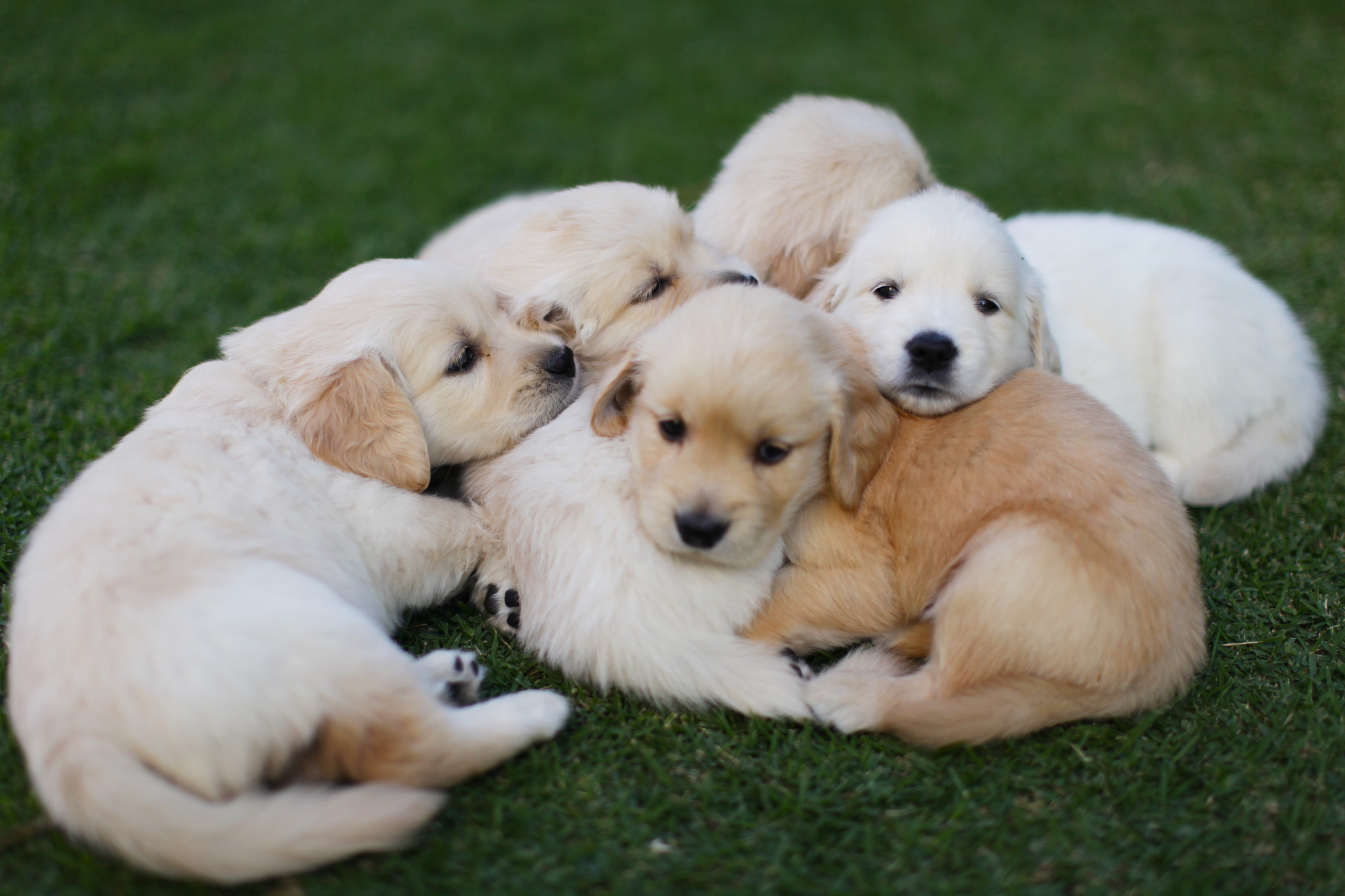 19 Photos Of Adorable Golden Retriever Puppies