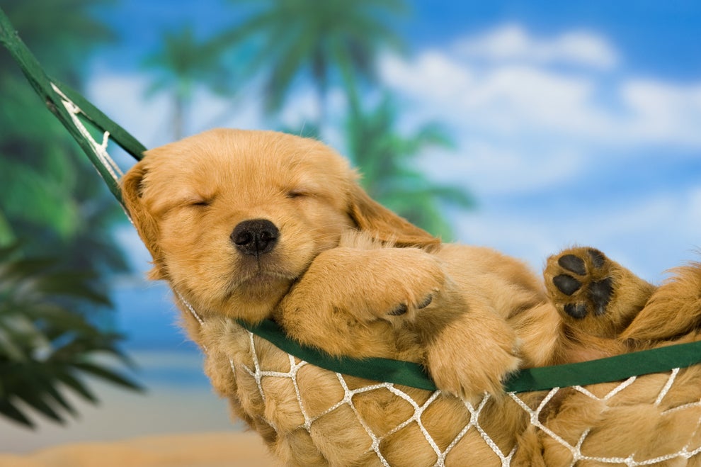 19 Photos Of Adorable Golden Retriever Puppies