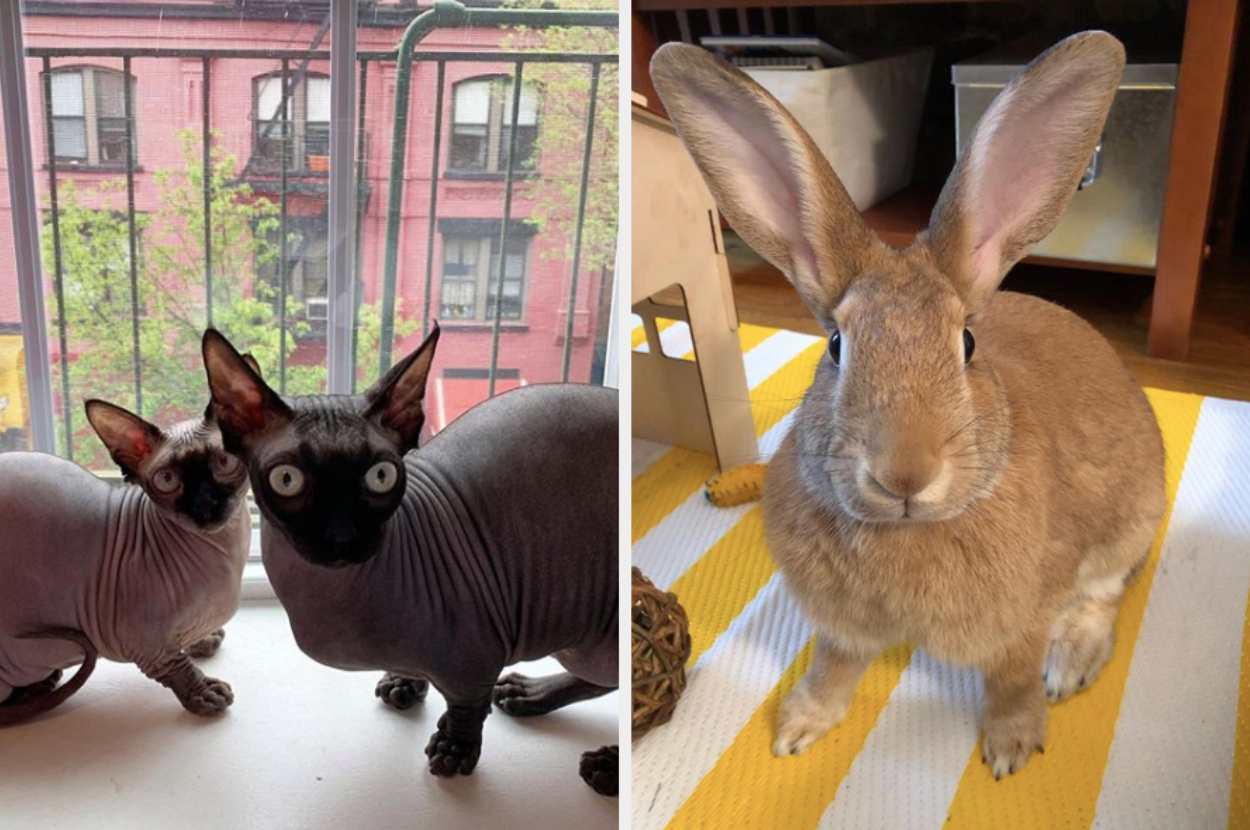30 Animal Instagram Accounts That'll Bring Some Needed Joy To Your Day