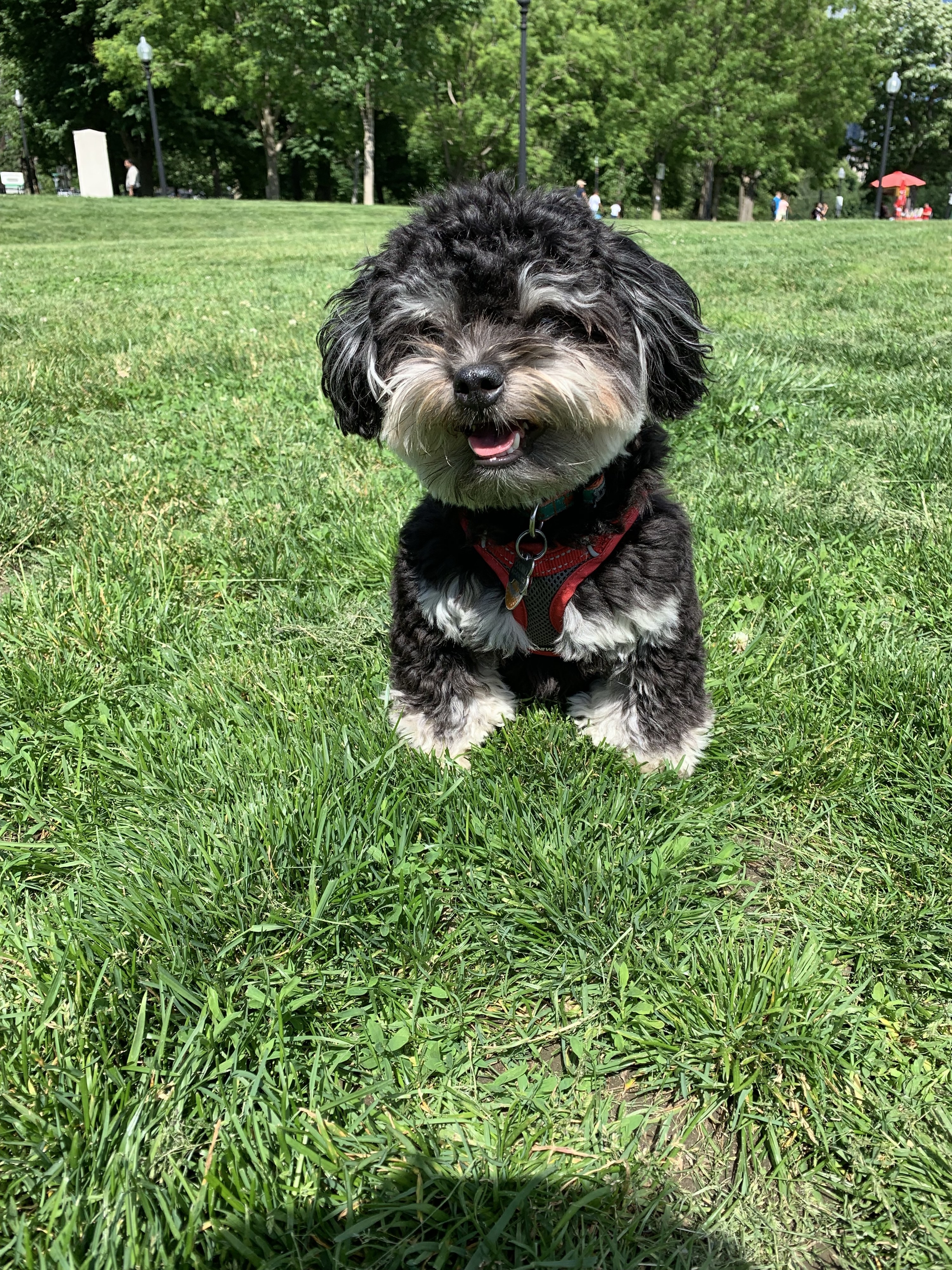 Here's a break from all the Coroavirus posts. This is my dog Payton! She's  ridiculously good looking. Tag me in or comment a picture of…