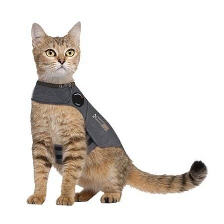 cat wearing the shirt