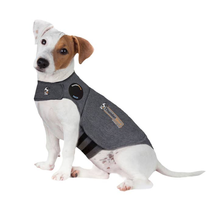 dog wearing the shirt