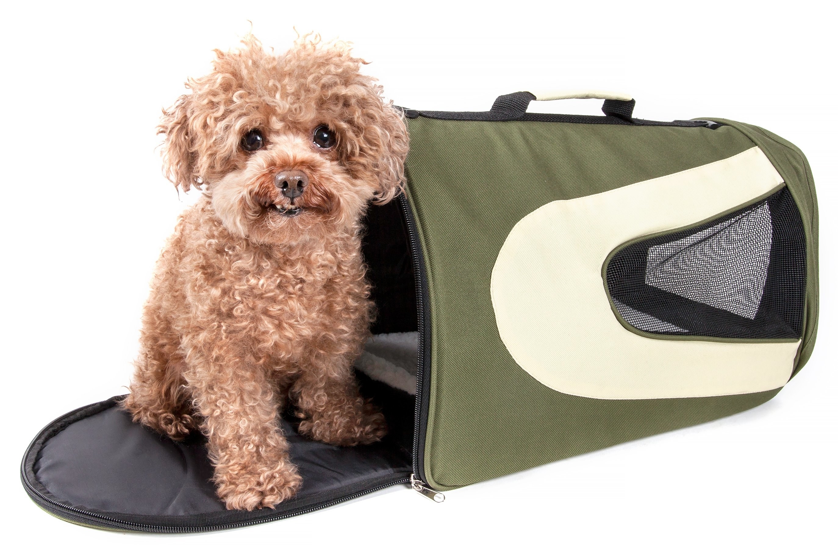 A dog and the pet carrier 