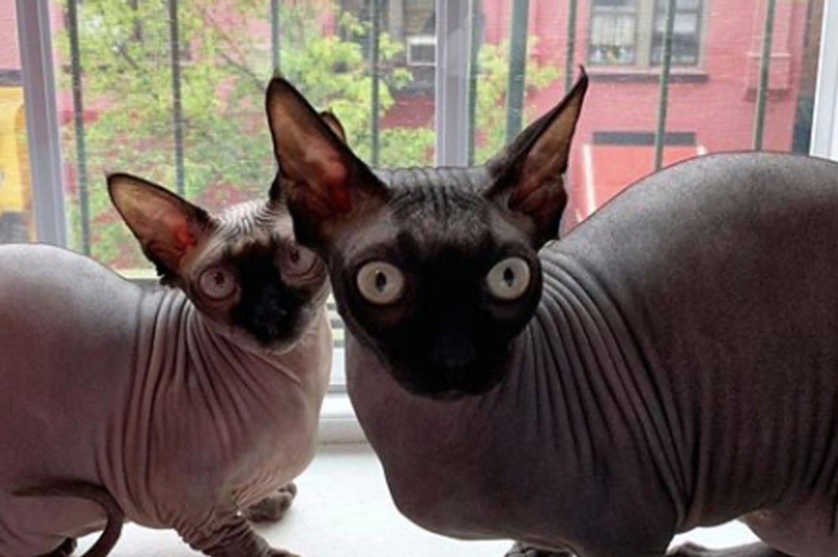 30 Animal Instagram Accounts That Make Me Smile And Will Probably Make You Smile Too 30 Animal Instagram Accounts That Make Me Smile And Will Probably Make You Smile Too