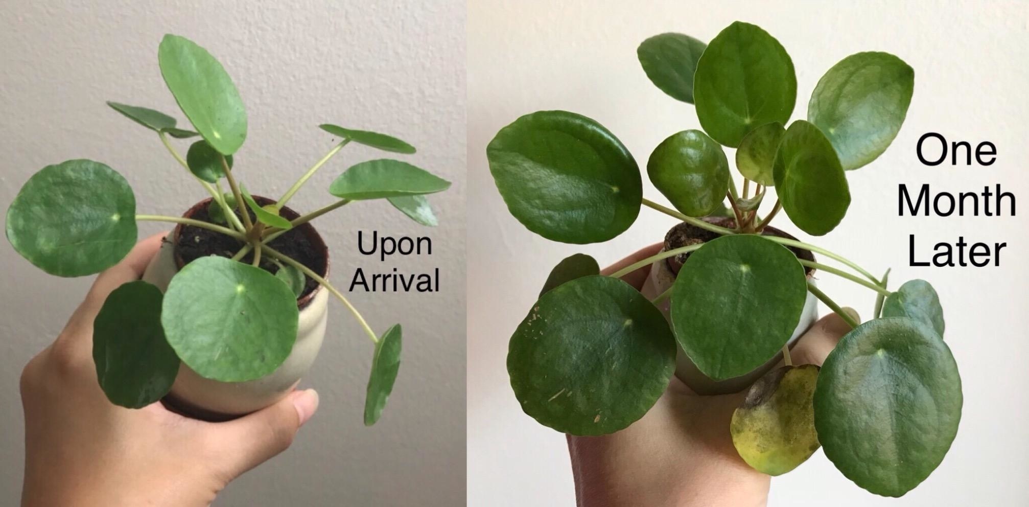 left: small pilea right: larger pilea one month later 