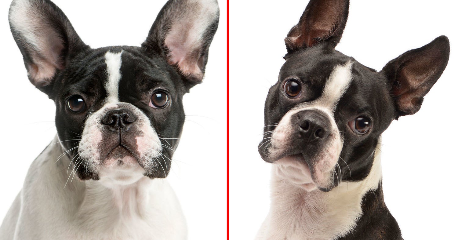 Most People Can't Tell These Dog Breeds Apart — Can You?