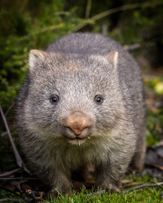 1分ください 動物の赤ちゃんたちが 優しく褒め倒してくれます