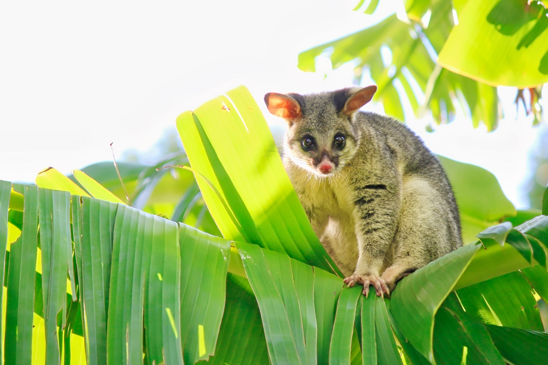 1分ください 動物の赤ちゃんたちが 優しく褒め倒してくれます