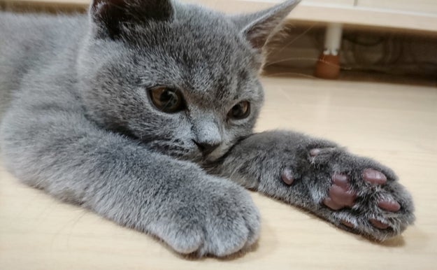 コロナウイルスの影響で好きな俳優に会えなくなった飼い主 そのショックを落ち着ける猫の姿がこちら Buzzfeed Japan Goo ニュース