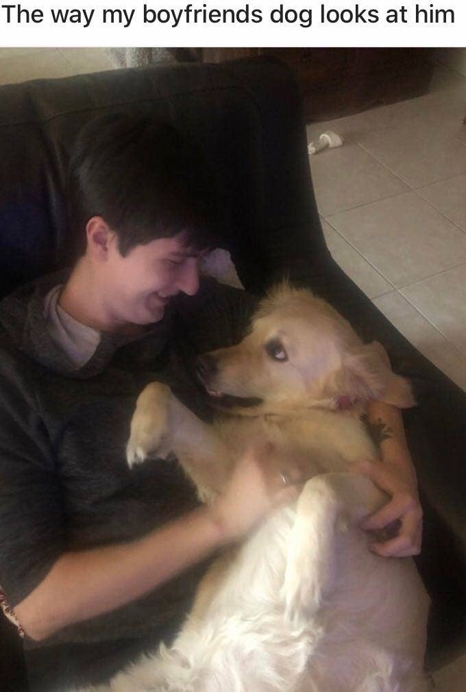 Cats And Dogs Who Stole Their Owner S Boyfriend