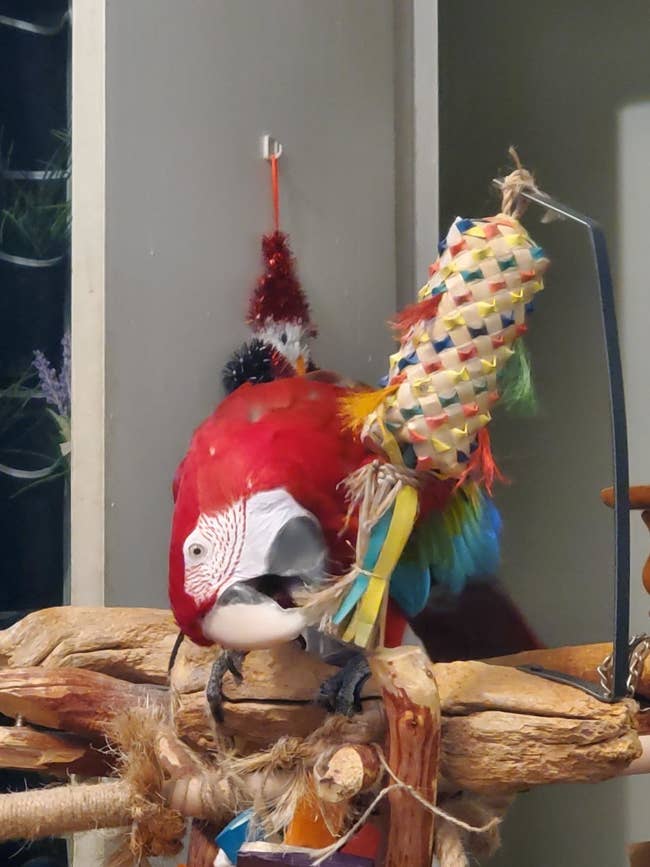 parrot playing with pinata toy 