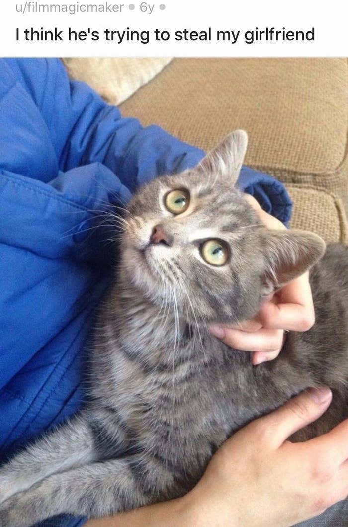 15 Cats And Dogs Who Stole Their Owner S Girlfriend