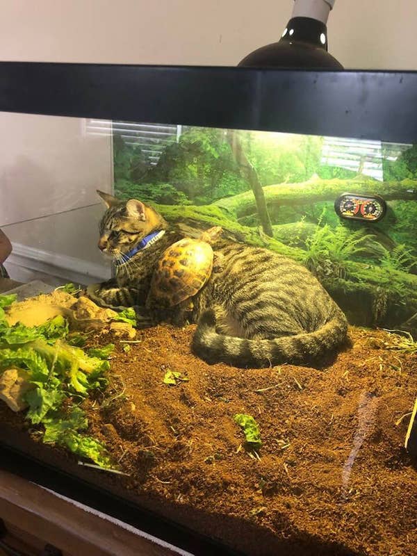 Unlikely Animal Friendships That Are 100 Cute And 200 Wholesome