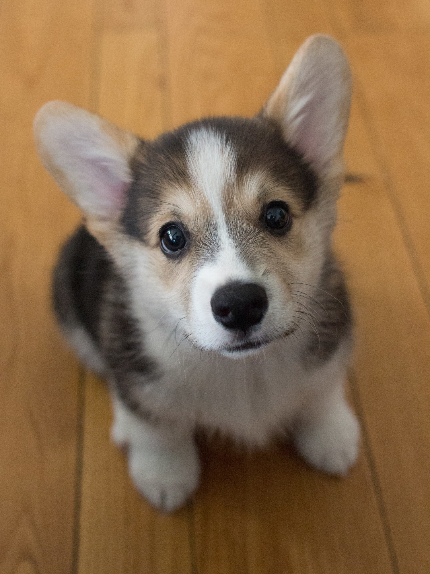 Are Corgis The Cutest Dogs