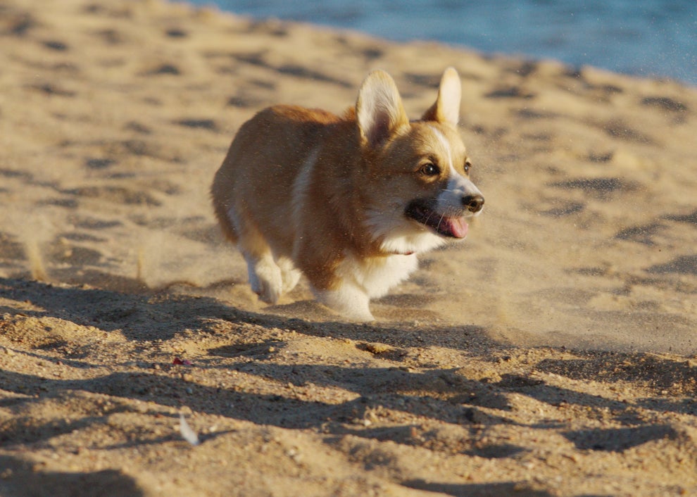 19 Cute Pictures Of Corgis