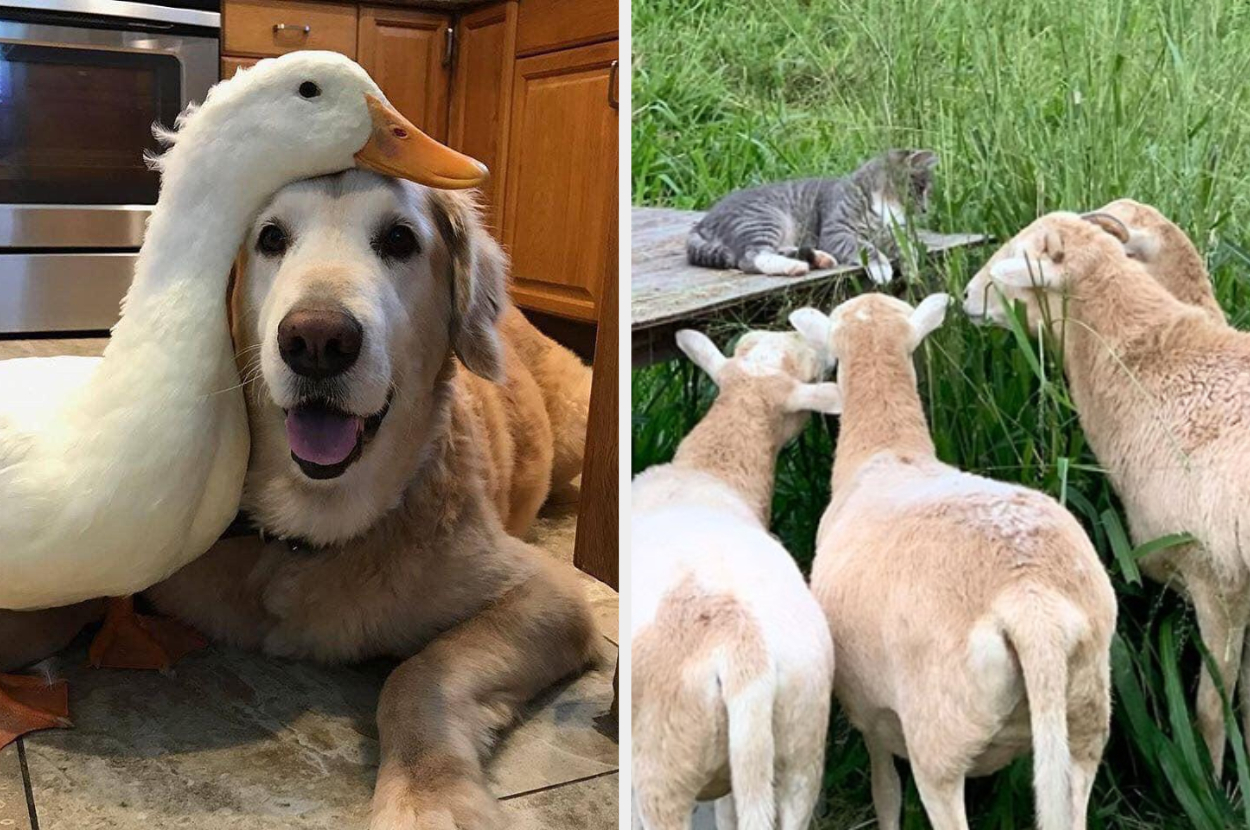 animals being friendly