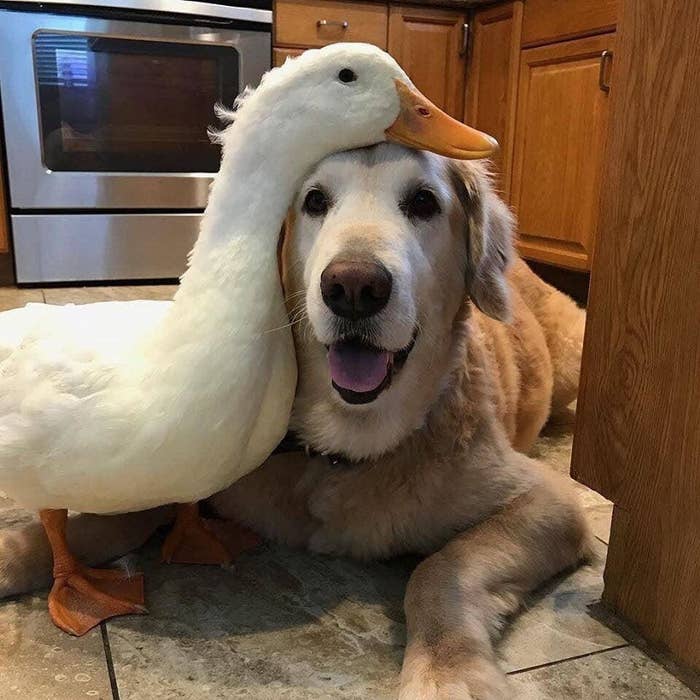 Unlikely Animal Friendships That Are 100 Cute And 0 Wholesome