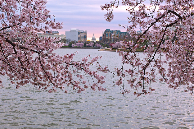 X \ Washington Nationals على X: Cherry blossom season means a little bit  more to us this year…