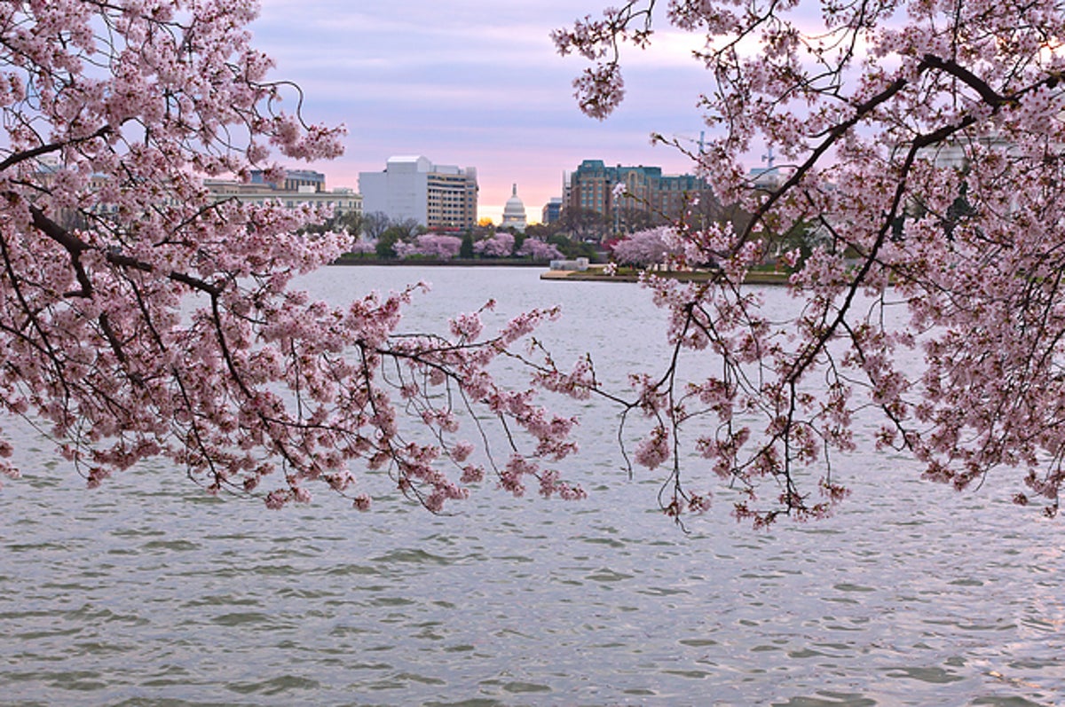 Capitals Unveil Cherry Blossom Warmup Jersey