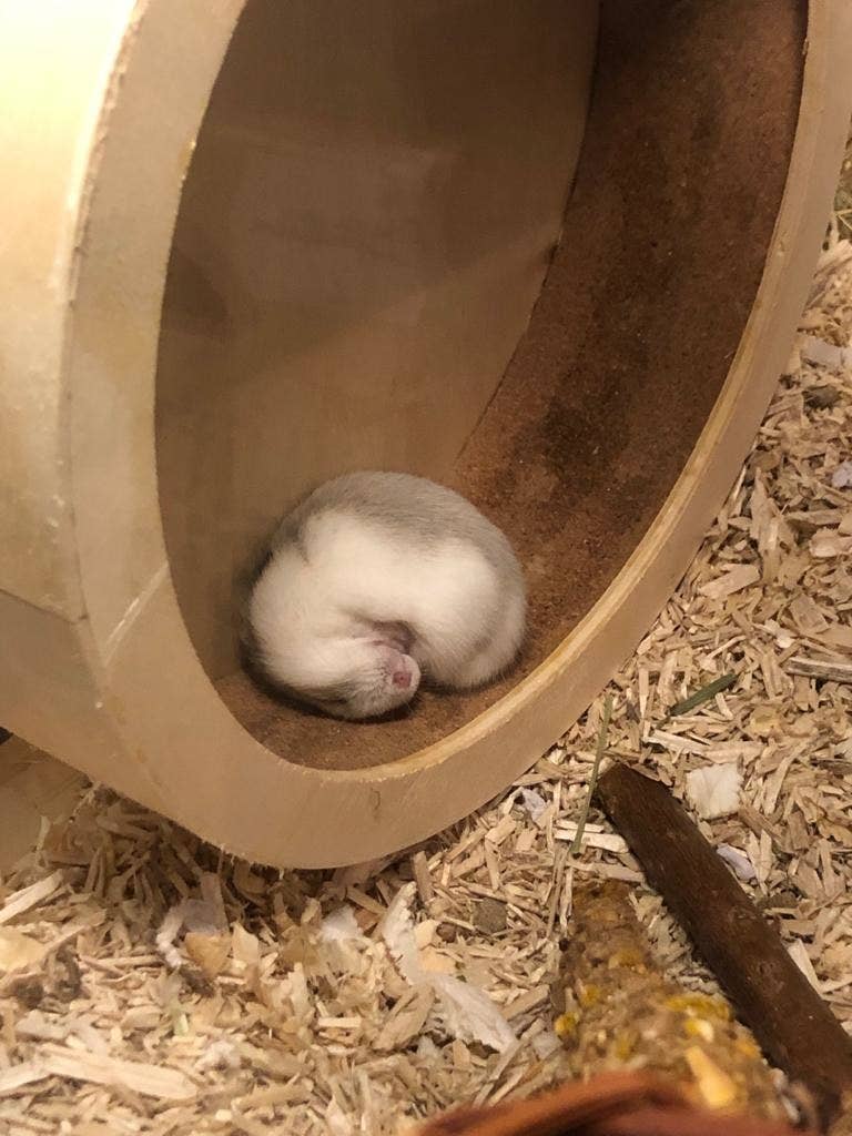 ハムスターは爆睡中が一番かわいい