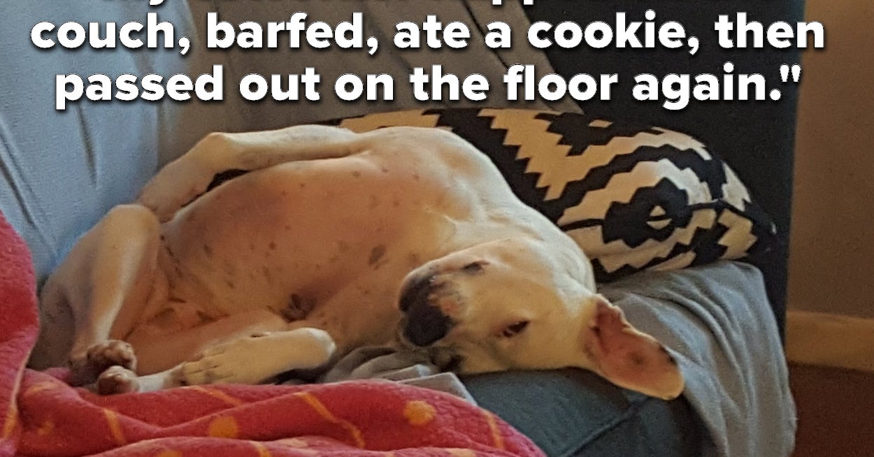 Hilarious Tweets About Pets Being Bad Coworkers