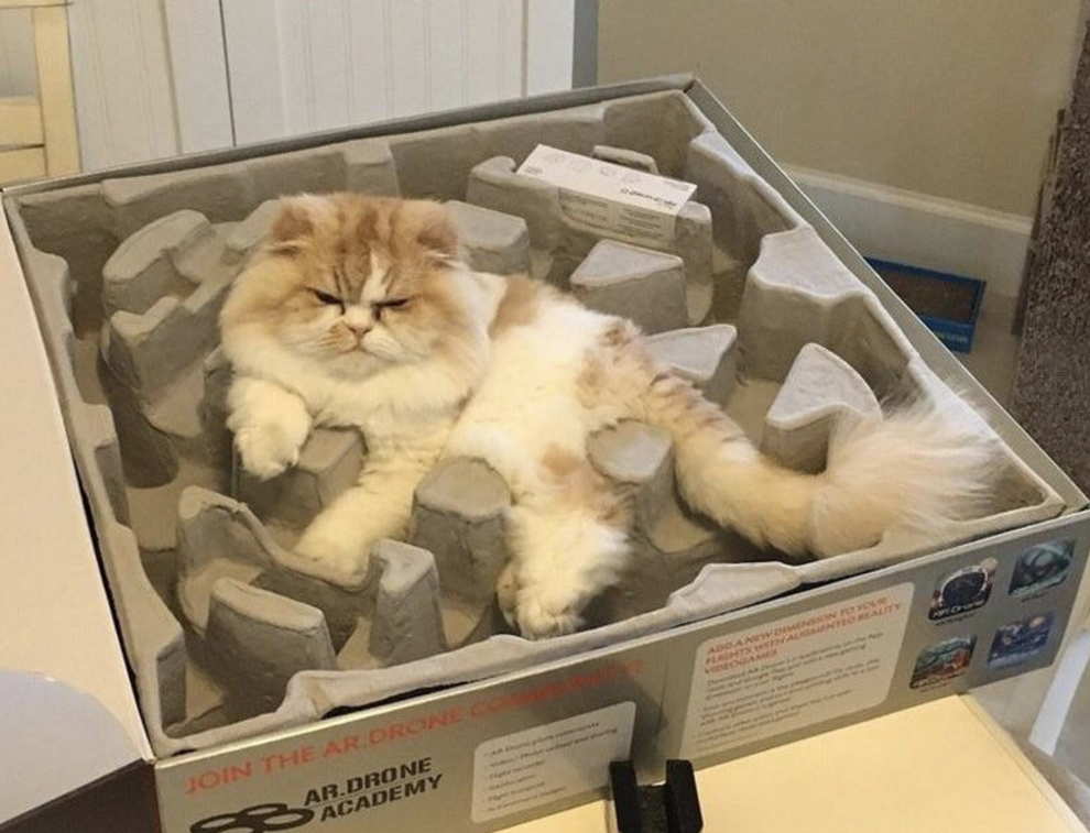 猫は液体 スライム とにかく固体ではないみたい