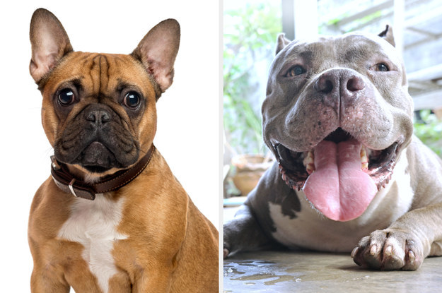 Quiz: Can You Actually Choose Between These Dog Breeds?