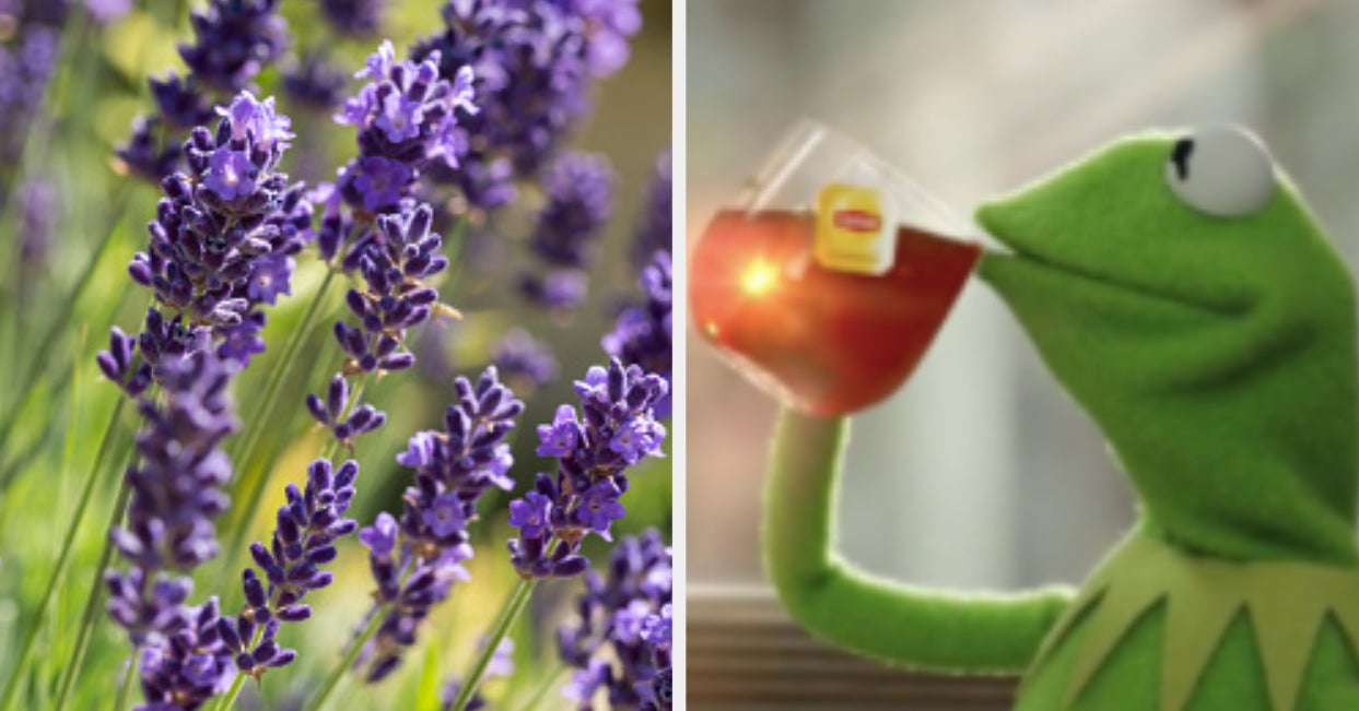Quiz The NoseTickling Scents You Choose Will Reveal Which Tea You