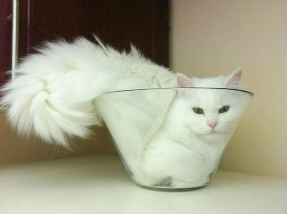 19 Shapes Cats Are Somehow Able To Make