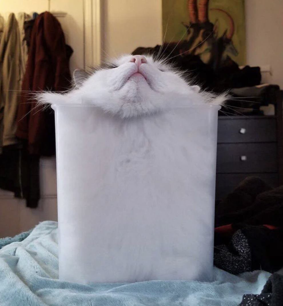 19 Shapes Cats Are Somehow Able To Make