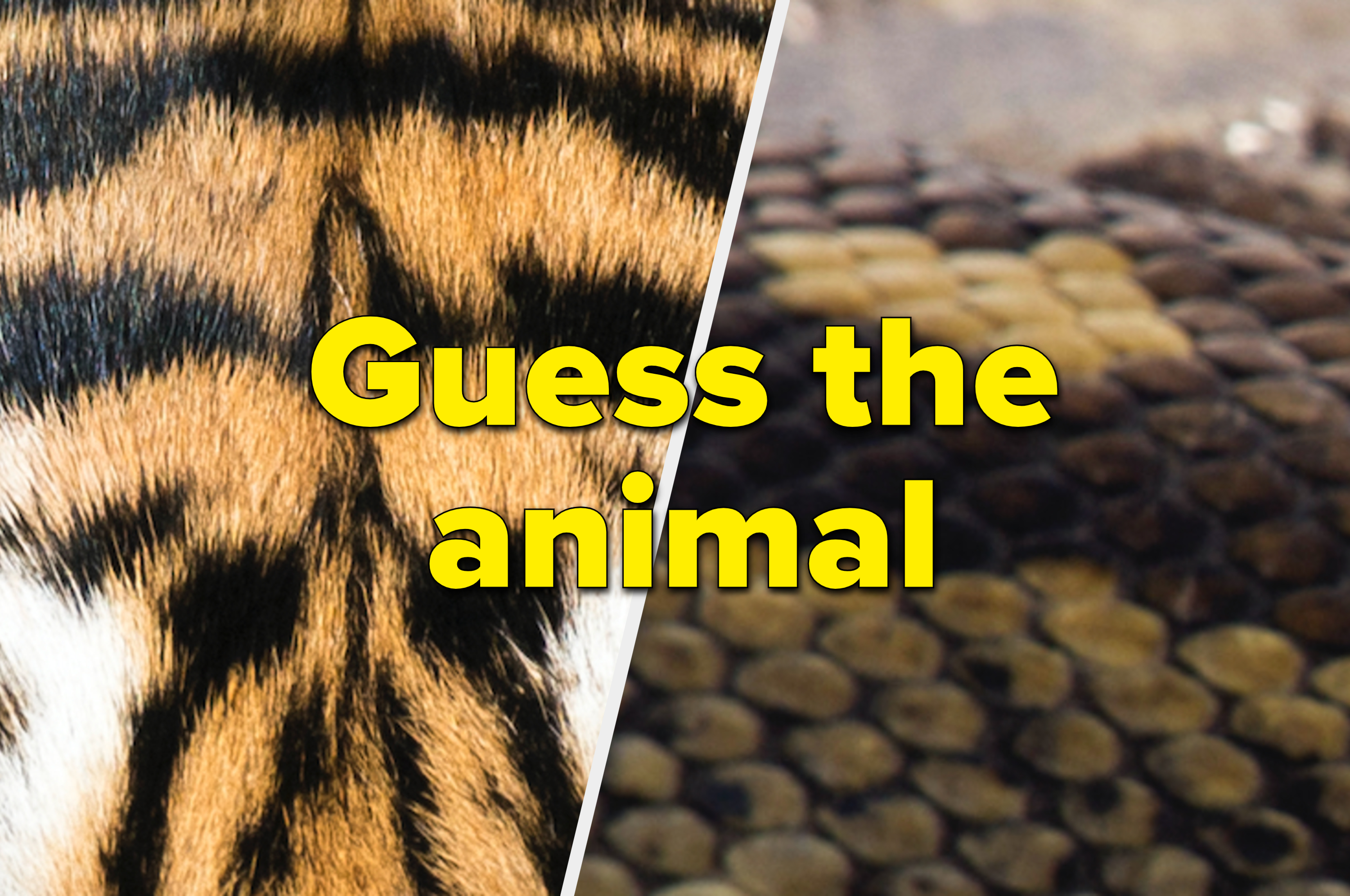 Animal Close-Ups: Can You Correctly Guess The Animal?