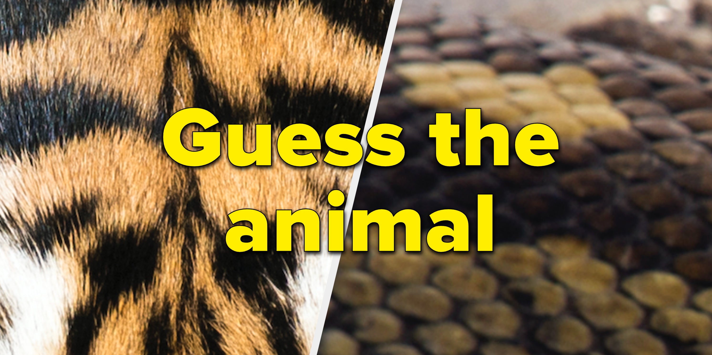 Quiz dos Animais - Perguntas e Respostas sobre os Animais