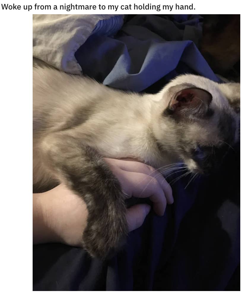 この証拠写真をみたら 猫は冷たい なんて二度と言えなくなります